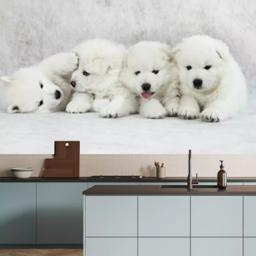 Papier peint  Quatre chiots blancs