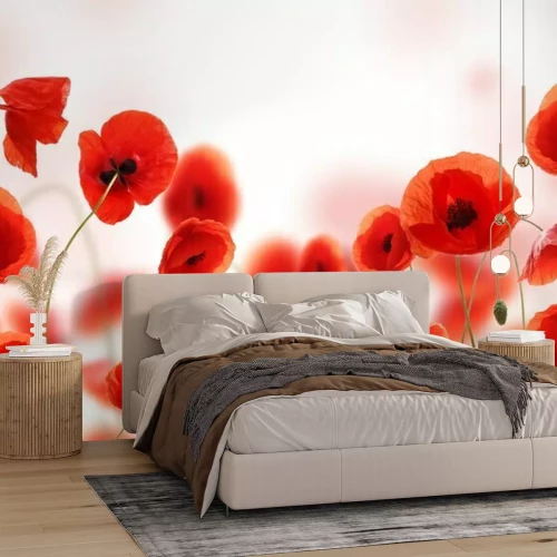 Papier peint  Composition de coquelicots rouges