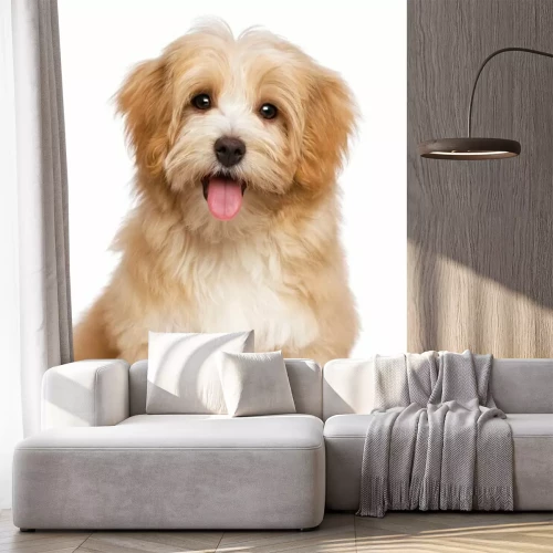 Papier peint  Photo d'un chiot souriant