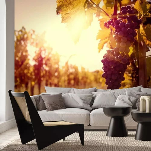 Papier peint  Raisins dans la lumière du coucher de soleil