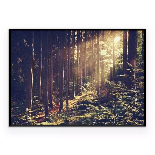 Poster  Rayons de soleil filtrant entre les arbres de la forêt