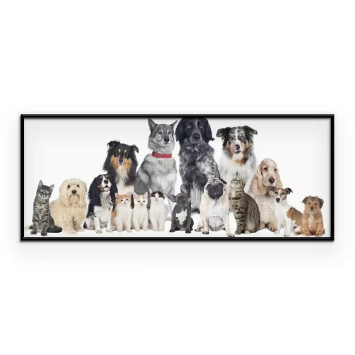 Poster  Un groupe de chats et de chiens de races différentes