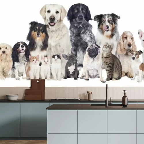 Papier peint  Chiens et chats multicolores