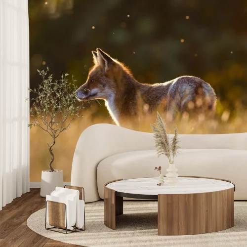 Papier peint  Renard roux dans l'herbe