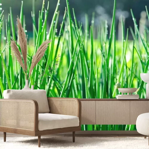 Papier peint  Green spring onion in growth at vegetable garden 