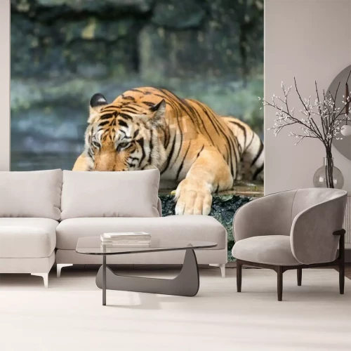 Papier peint  Tigre couché sur un rocher humide
