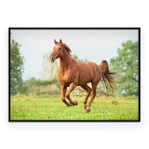 Poster  Un cheval brun galope par une journée d'été