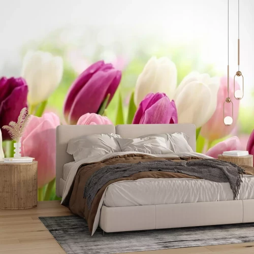 Papier peint  Gros plan coloré Tulipes