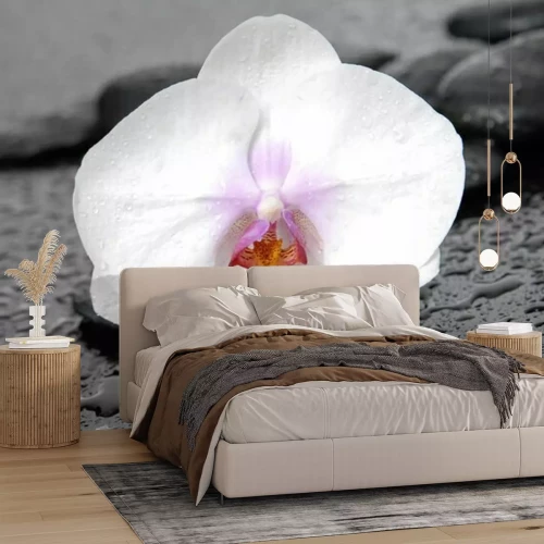 Papier peint  Orchidée blanche sur les pierres