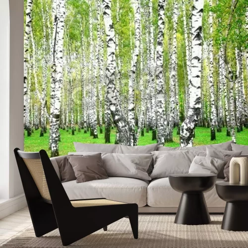 Papier peint  Septembre birch grove