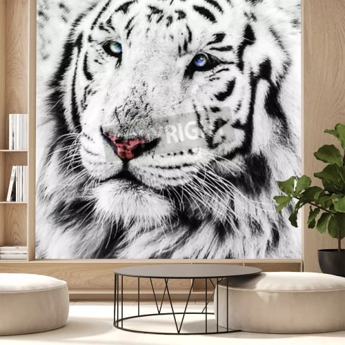 Papier peint  Tigre blanc aux yeux bleus