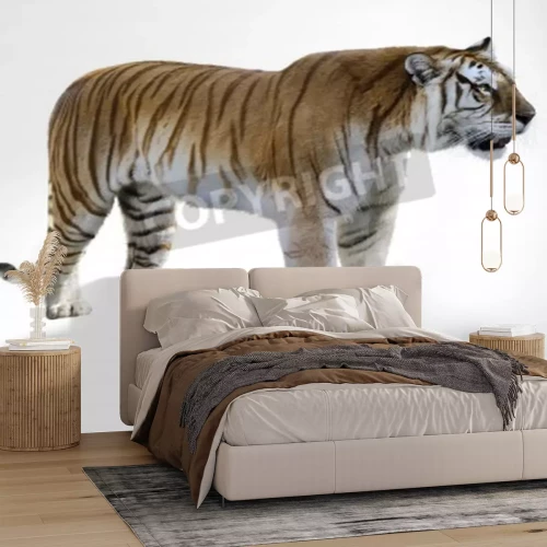 Papier peint  Tigre marron sur fond clair
