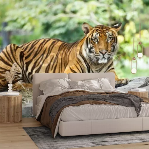 Papier peint  Tigre dans le zoo