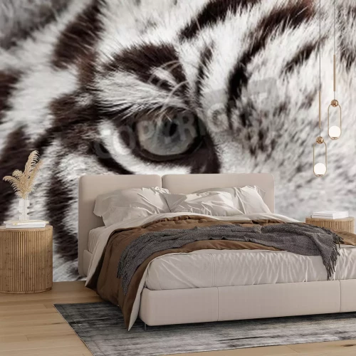 Papier peint  Gros plan sur l'oeil du tigre