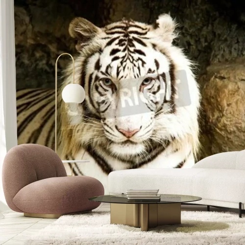 Papier peint  Bébé tigre blanc en Thaïlande