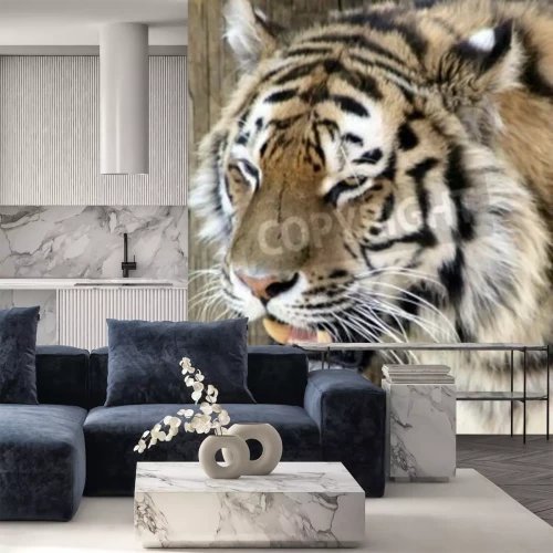 Papier peint  Tigre avec les yeux mi-clos