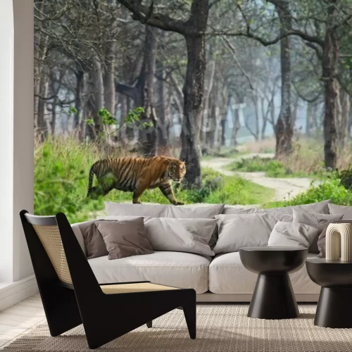 Papier peint  La forêt vierge avec un tigre qui marche