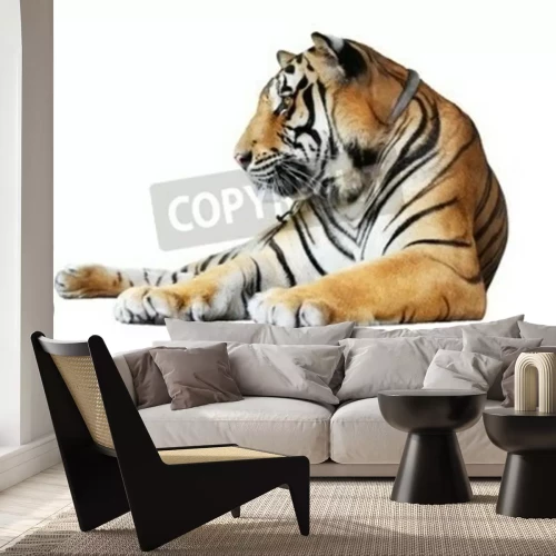 Papier peint  Bébé tigre orange sur fond blanc