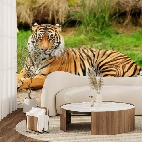 Papier peint  Tigre couché sur un rocher