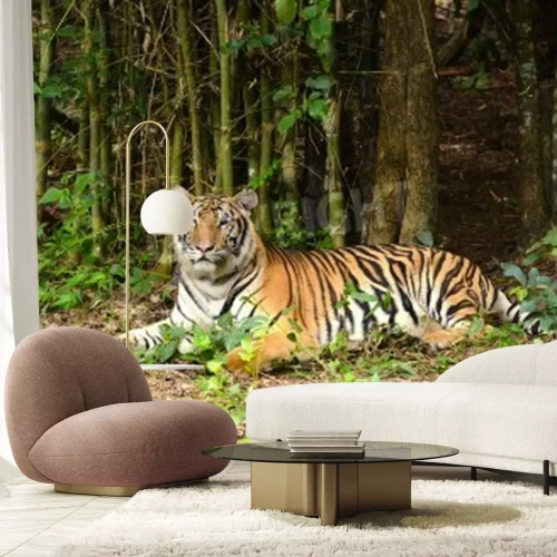 Papier peint  Tigre dans la forêt vierge