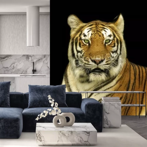 Papier peint  Tigre du Bengale sur fond noir