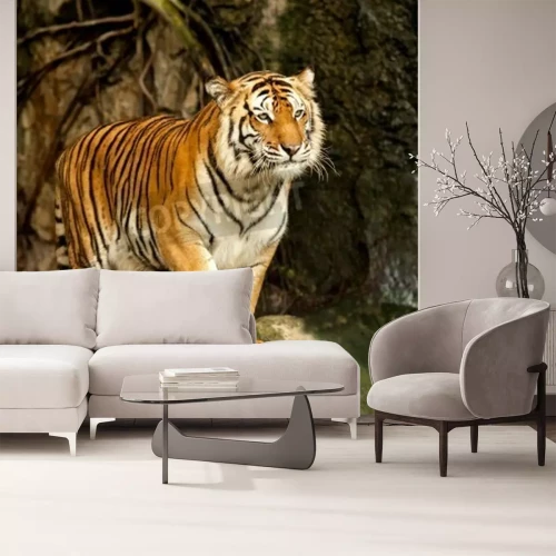 Papier peint  Tigre en mouvement dans l'enclos