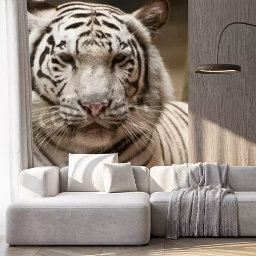 Papier peint  Tigre blanc au zoo