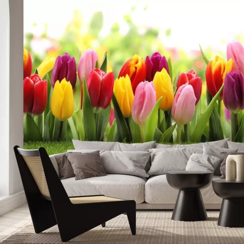 Sticker  Tulipes roses à côté des jaunes et des rouges