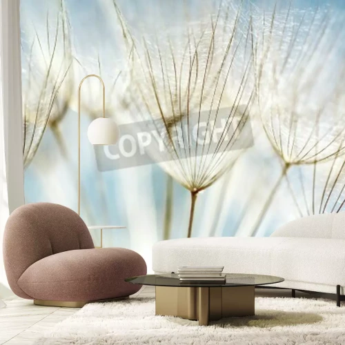 Papier peint  Graines de pissenlit sur le ciel