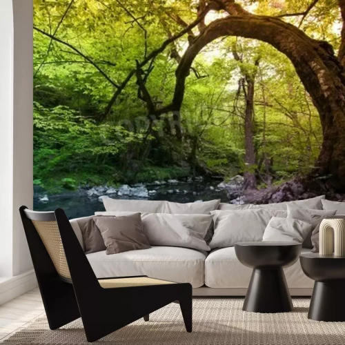 Papier peint  Arbres tordus dans la forêt vierge