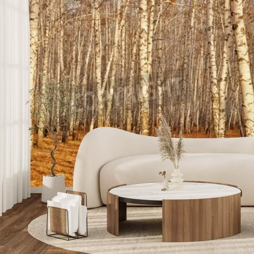 Papier peint  Bouleaux dans la lumière du soleil