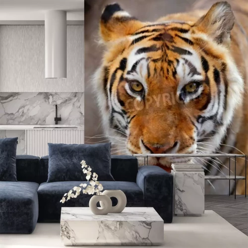 Papier peint  Tigre avec des moustaches blanches