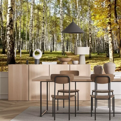 Papier peint  Le début de l'automne dans une forêt de bouleaux