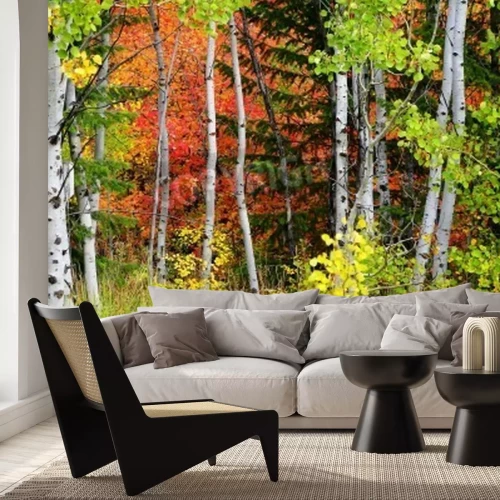 Papier peint  Bouleaux et arbres d'automne