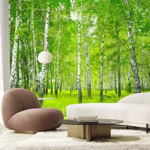 Papier peint  Beau paysage d’arbres dans une forêt de bouleaux