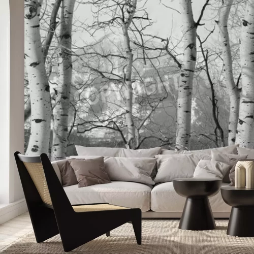 Papier peint  Vue d'hiver avec des bouleaux