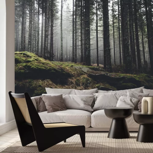 Papier peint  Forêt sauvage de paysage avec des arbres de pin et de mousse sur les rochers