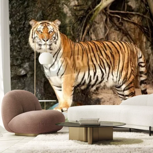 Papier peint  Silhouette d'un tigre sur la pierre