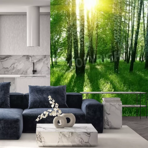 Papier peint  Rayons de soleil dans la forêt de bouleaux