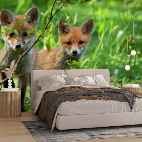 Papier peint  Renards dans la nature