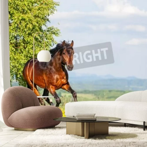 Papier peint  Panorama d'été avec un cheval qui court