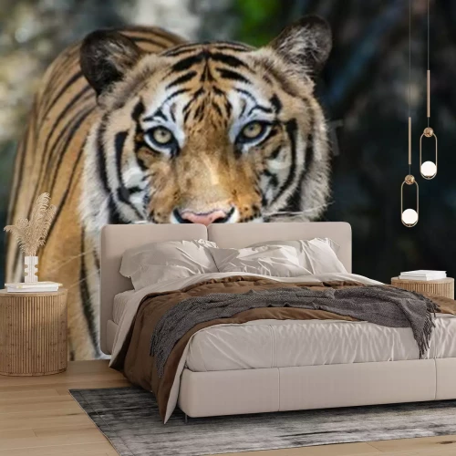 Papier peint  Portrait de tigre dans la forêt