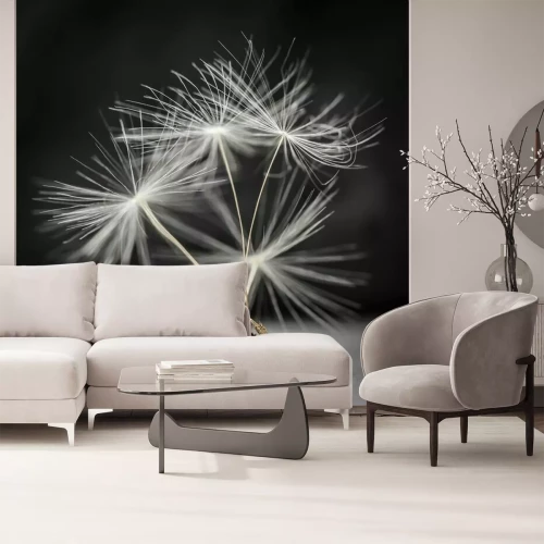 Papier peint  Graines de pissenlit macro