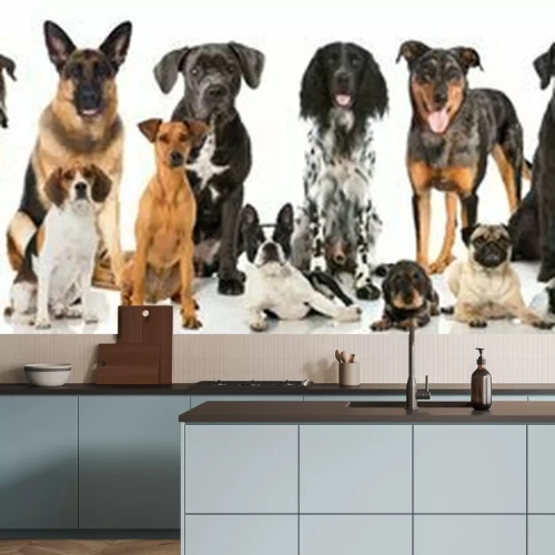 Papier peint  Chiens de race pure sur fond clair