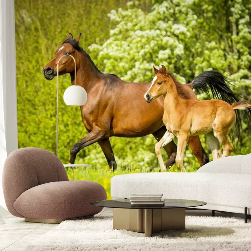 Papier peint  Cheval et poulain dans l'herbe