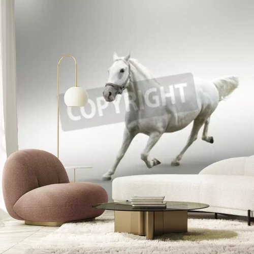 Papier peint  Cheval énergique sur fond blanc