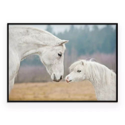 Poster  Chevaux blancs dans le champ
