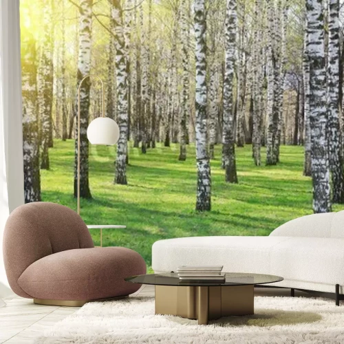 Papier peint  Soleil brillant dans une forêt de bouleaux