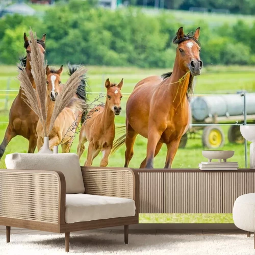 Papier peint  Groupe de chevaux qui courent dans le paddock