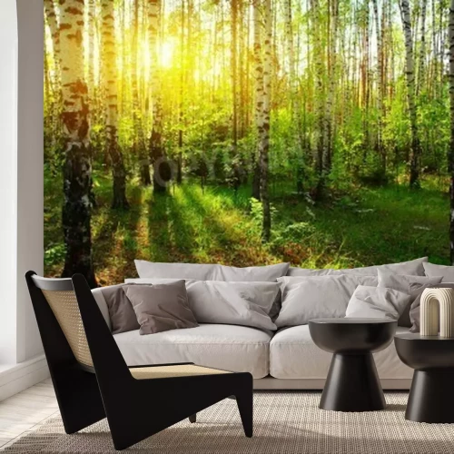 Papier peint  Rayons de soleil dans une forêt de bouleaux